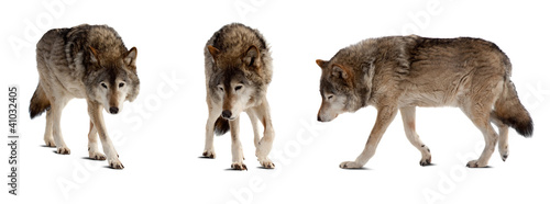 Set of few wolves over white