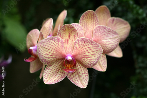 Orchids