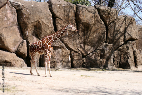 Giraffe