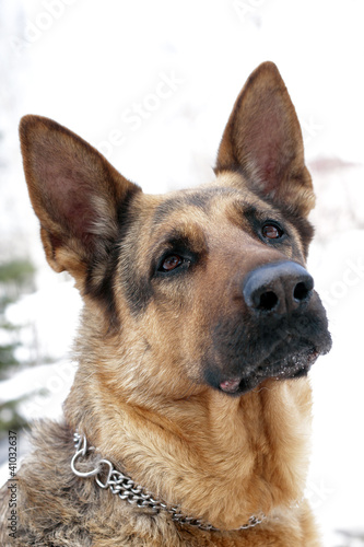 german shepherd dog