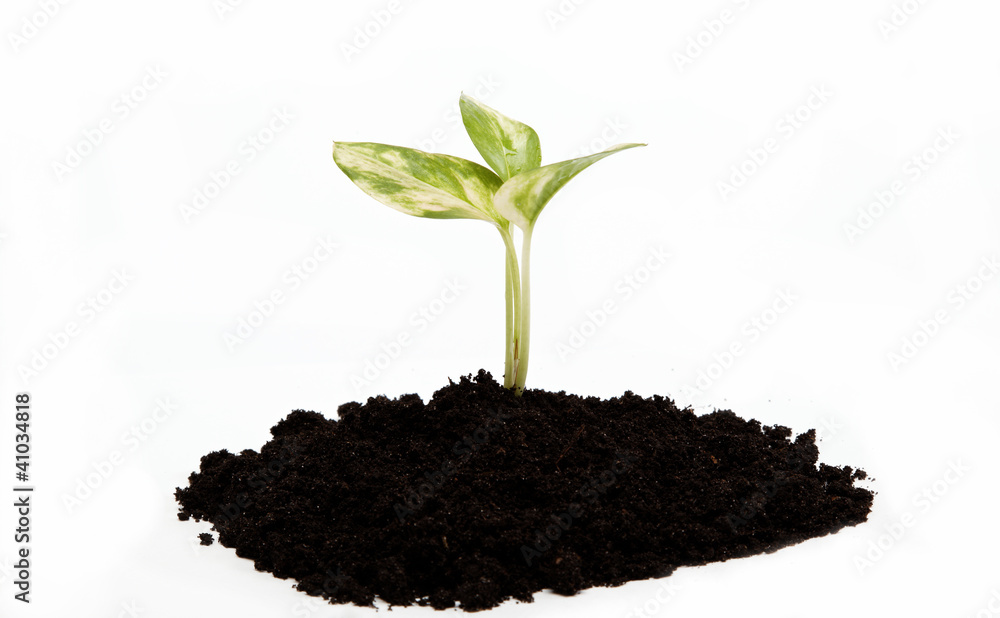 Green sprout from the earth on a white background. Green sprout from the earth on a white background.