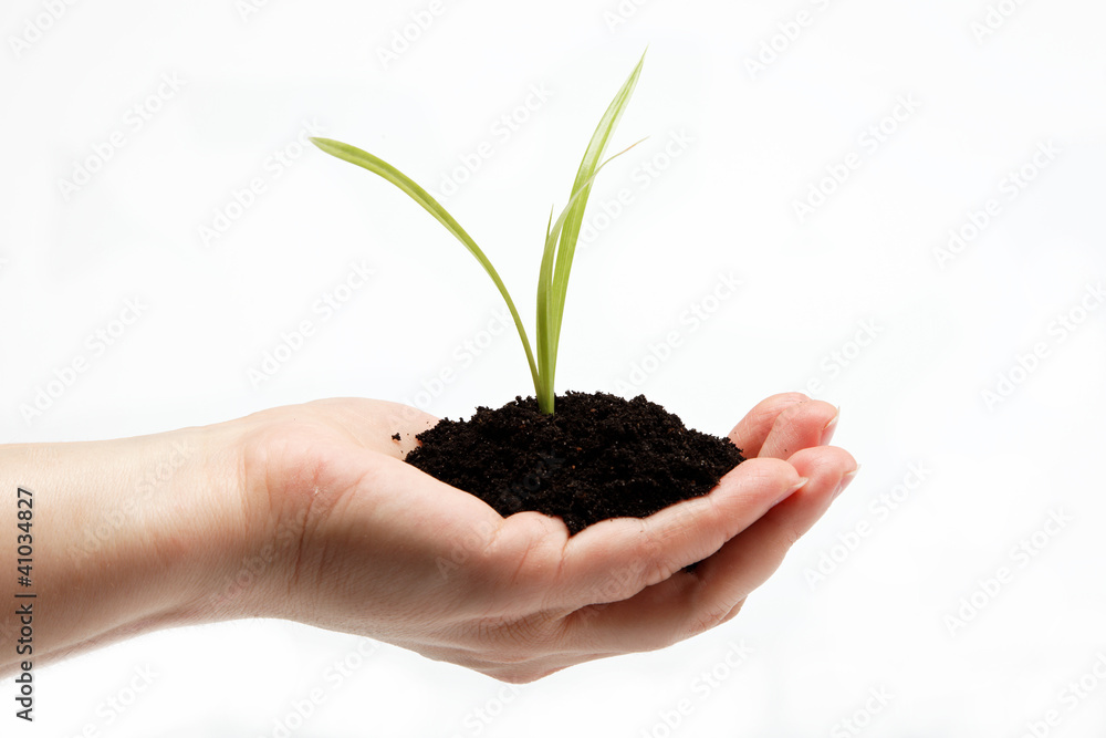 Woman's hand with a green sprout in the ground on a white backgr Woman's hand with a green sprout in the ground on a white backgr