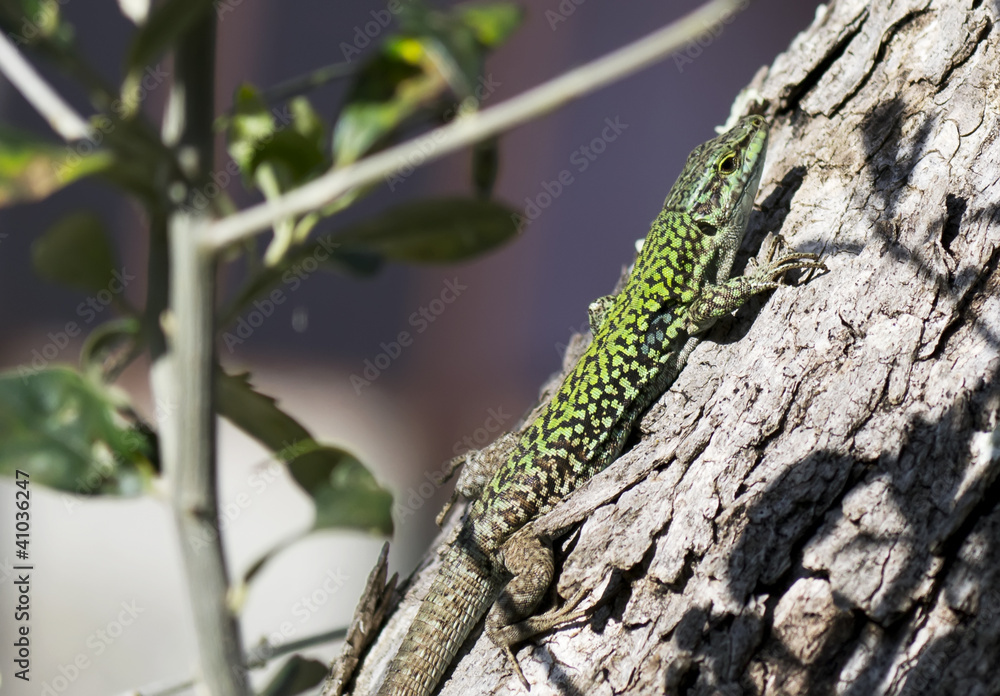 Naklejka premium lizard