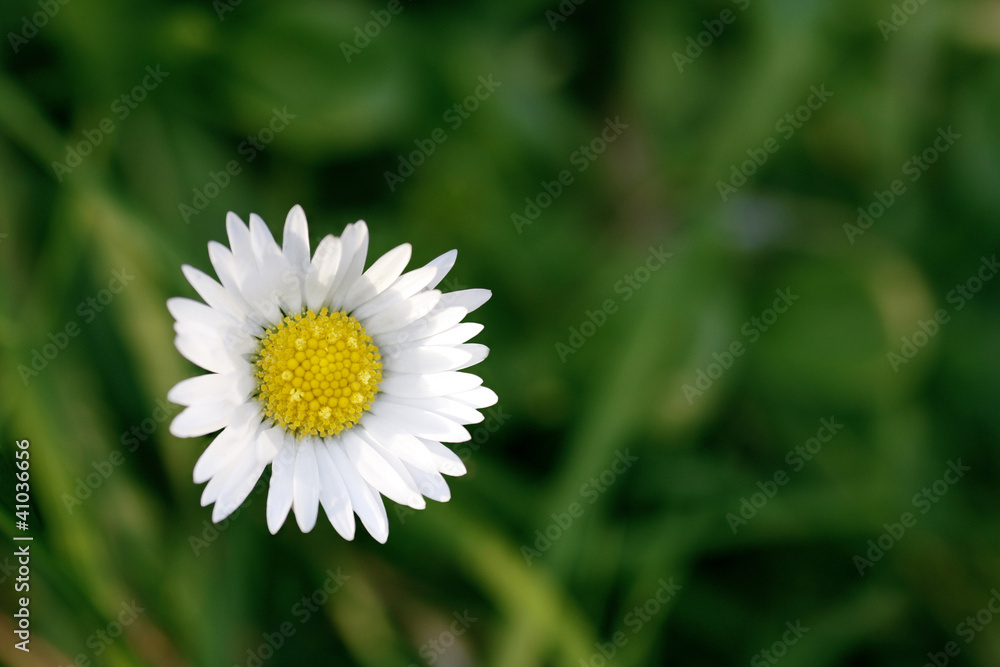 Single daisy with green background Single daisy with green background