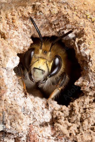Hairy-Footed Flower Bee i Burrow