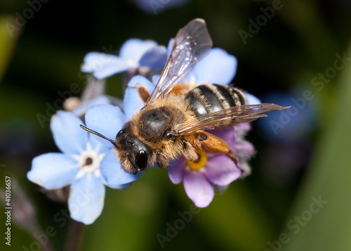 Female Mining Bee on Forget-me-not Flowers © grandaded