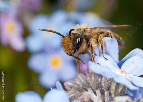 Male Mining Bee on Forget-me-not Flowers