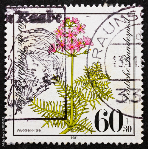 Postage stamp Germany 1981 Water Gillyflower, Hottonia Palustris photo