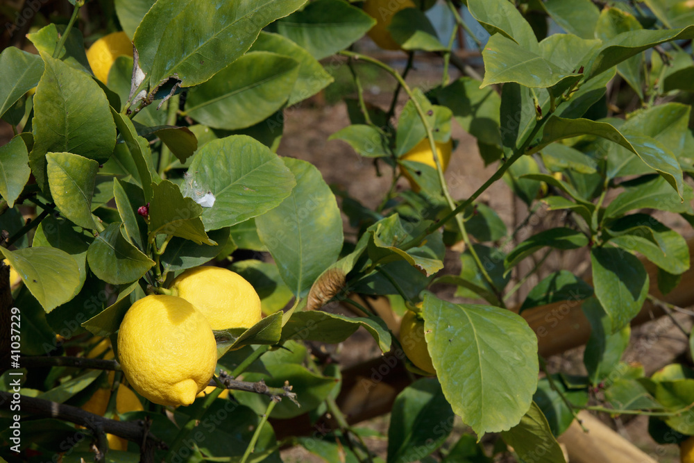 Limoni maturi