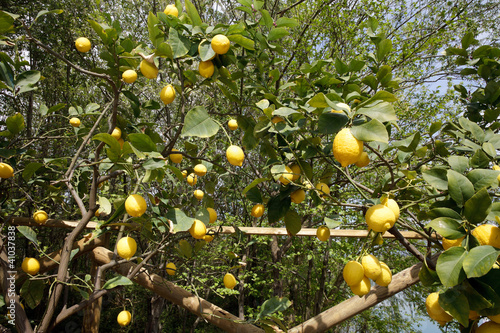 A lot of lemons
