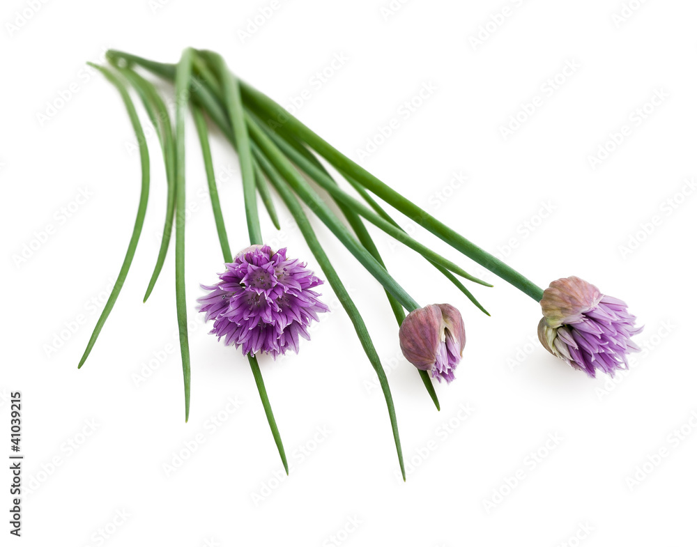 Fototapeta premium Chives flowers