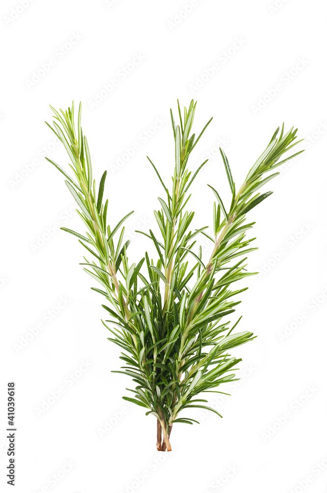 Fototapeta premium Rosemary branch