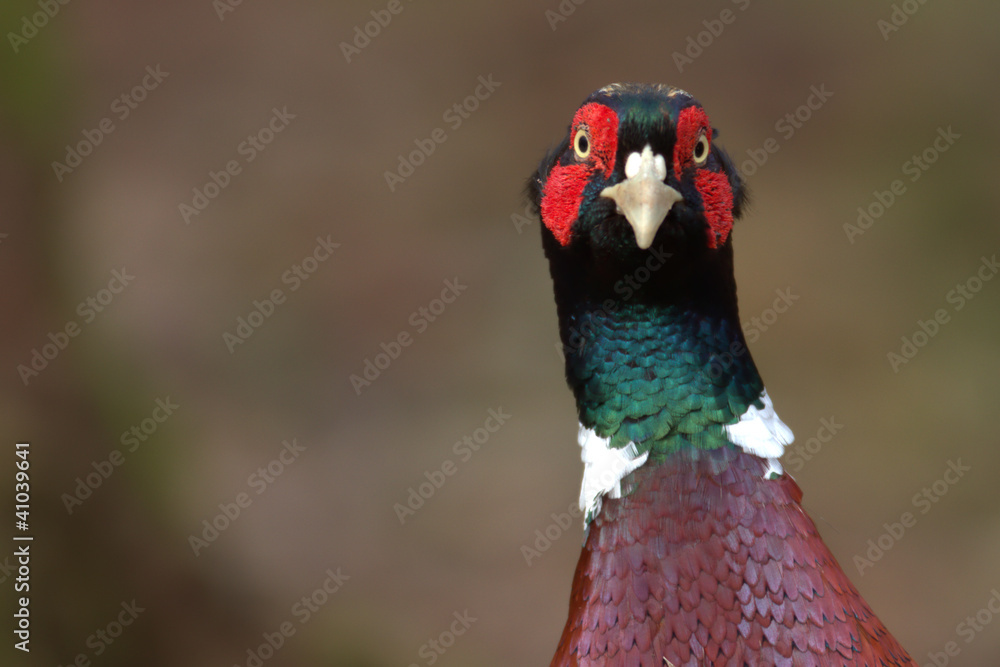 Naklejka premium Pheasant (Phasianus colchicus)