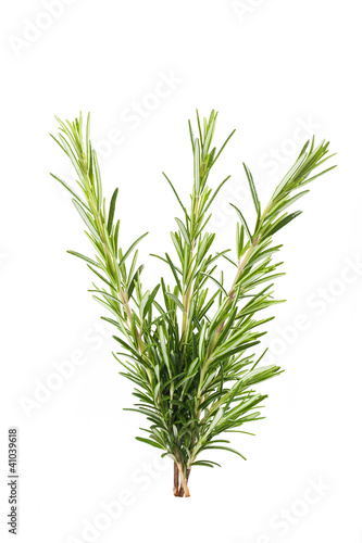Rosemary branch