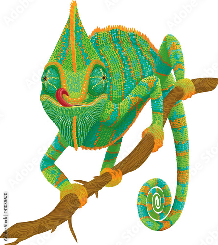 Chameleon climbing on a branch isolated on  white background