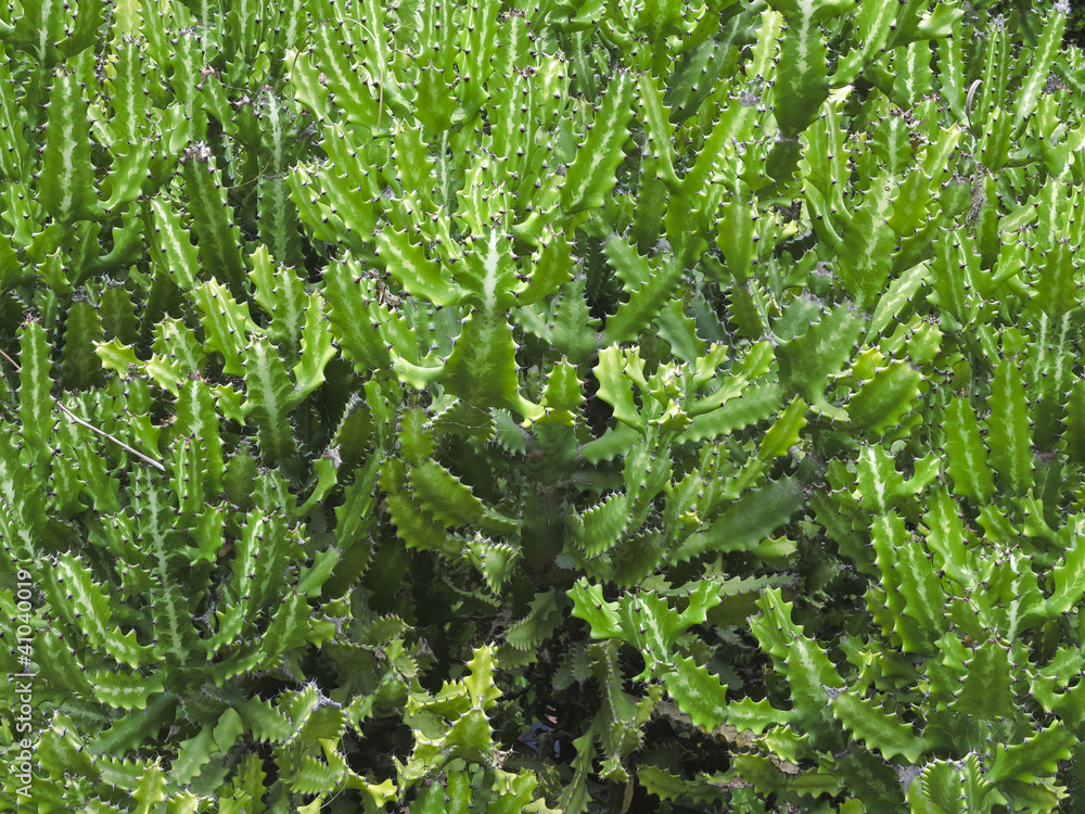 green cactus detail green cactus detail