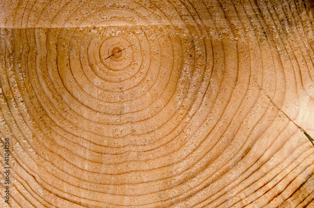 Fototapeta premium Background cut tree trunk age sign closeup macro