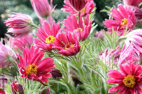 Pink spring flowers of Pulsatilla