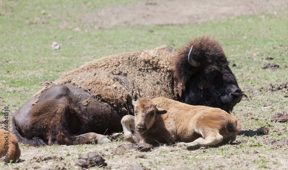 American buffalo cow with six weeks old calf American buffalo cow with six weeks old calf