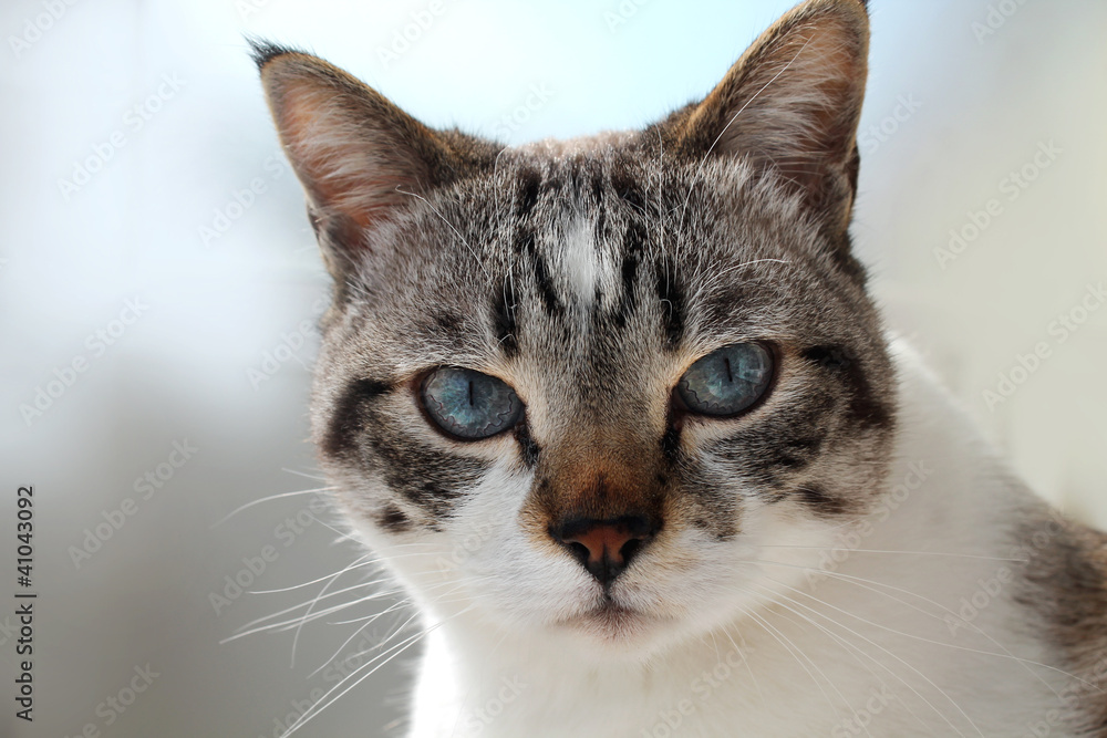 muso gatto in primo piano