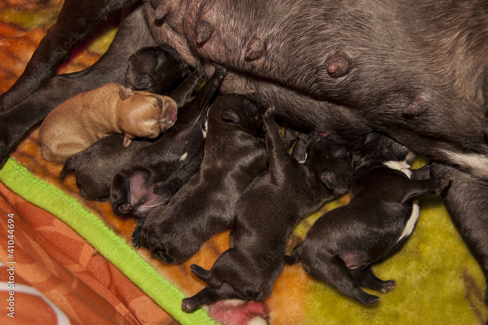 Cachorros de Bulldog Francés mamando Cachorros de Bulldog Francés mamando