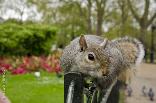 Scoiattolo in the Queen's Garden