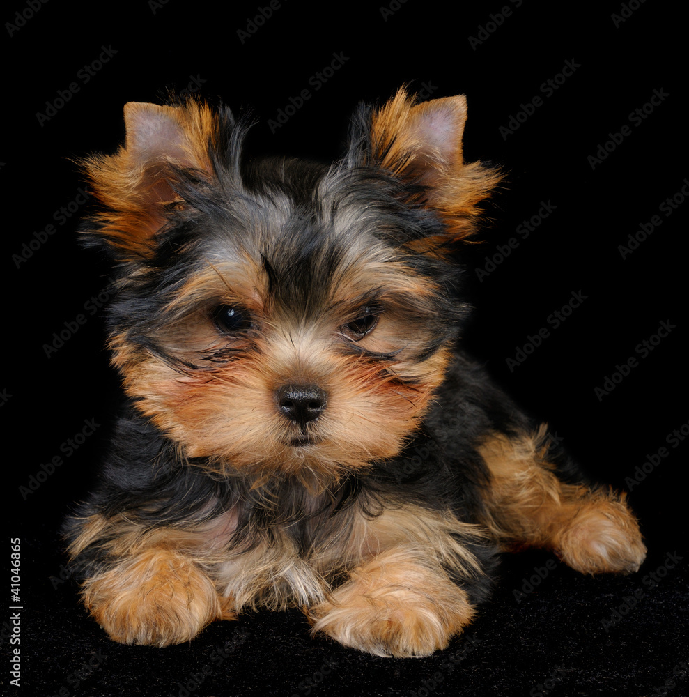 Puppy of the Yorkshire Terrier on black Puppy of the Yorkshire Terrier on black