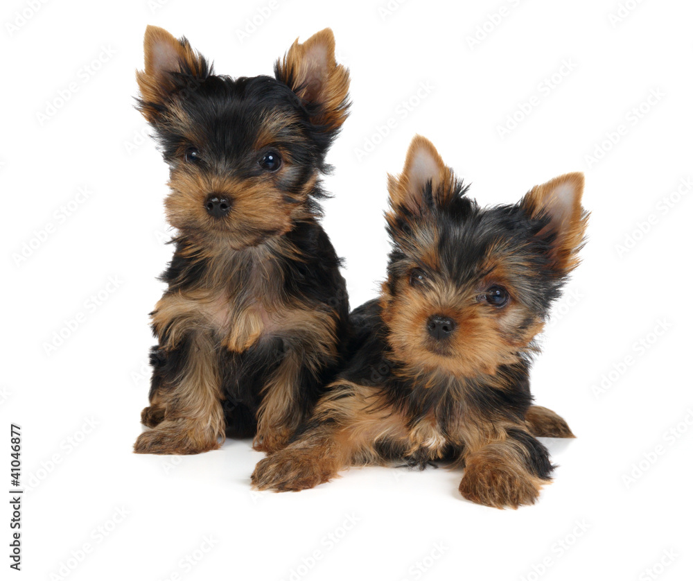 Two puppies