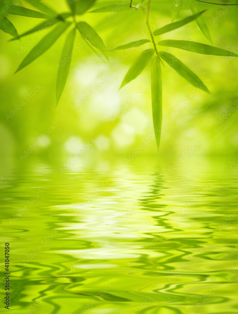 Fototapeta premium Bamboo leaves