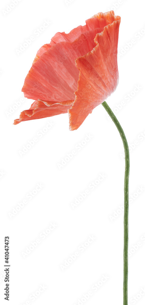 Fototapeta premium poppy