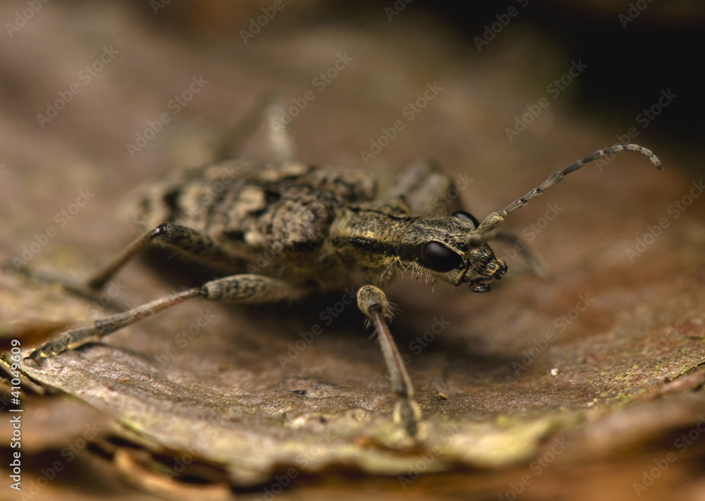 Rhagium inquisitor Rhagium inquisitor