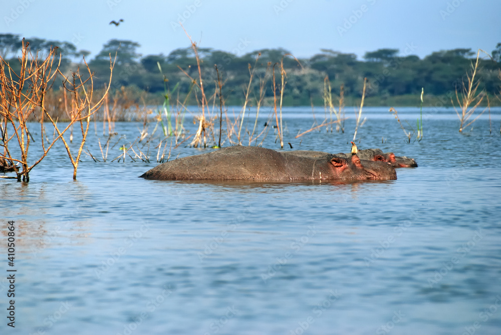 Naklejka premium Hippopotamus school