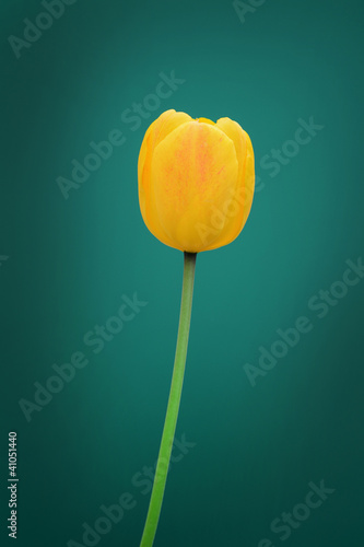 Gelbe Tulpe photo