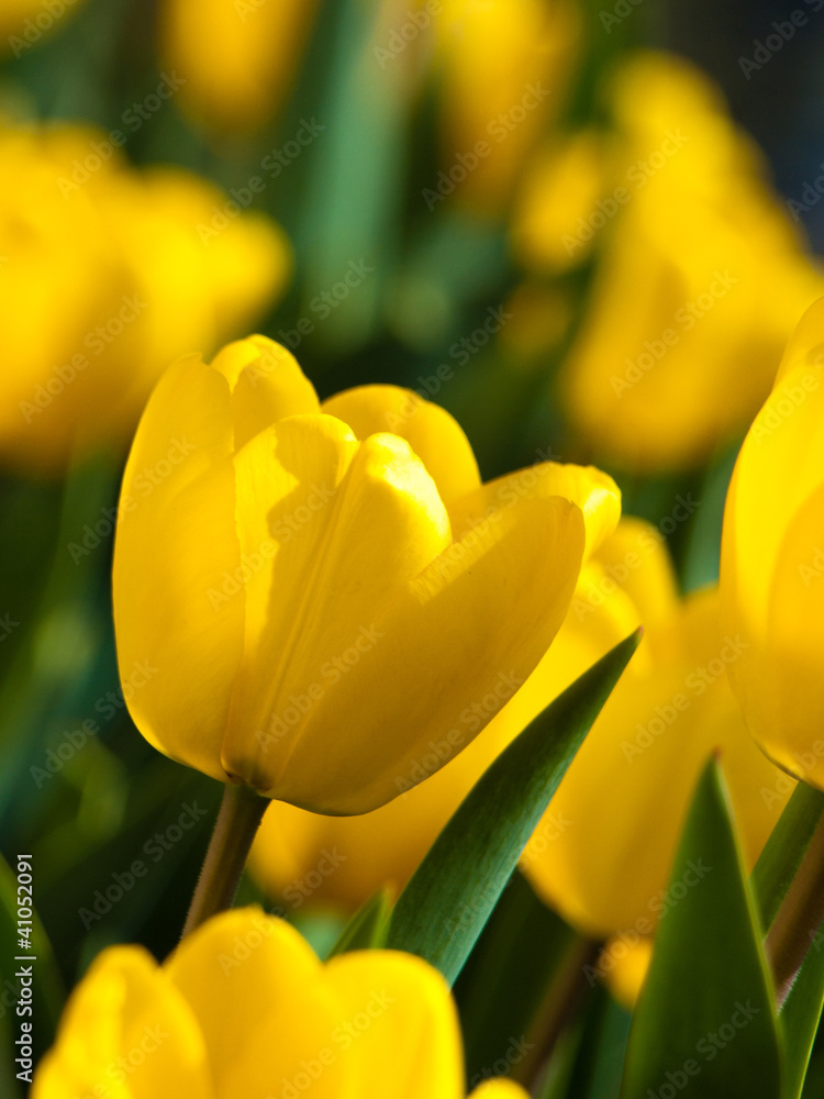 Obraz premium yellow tulips