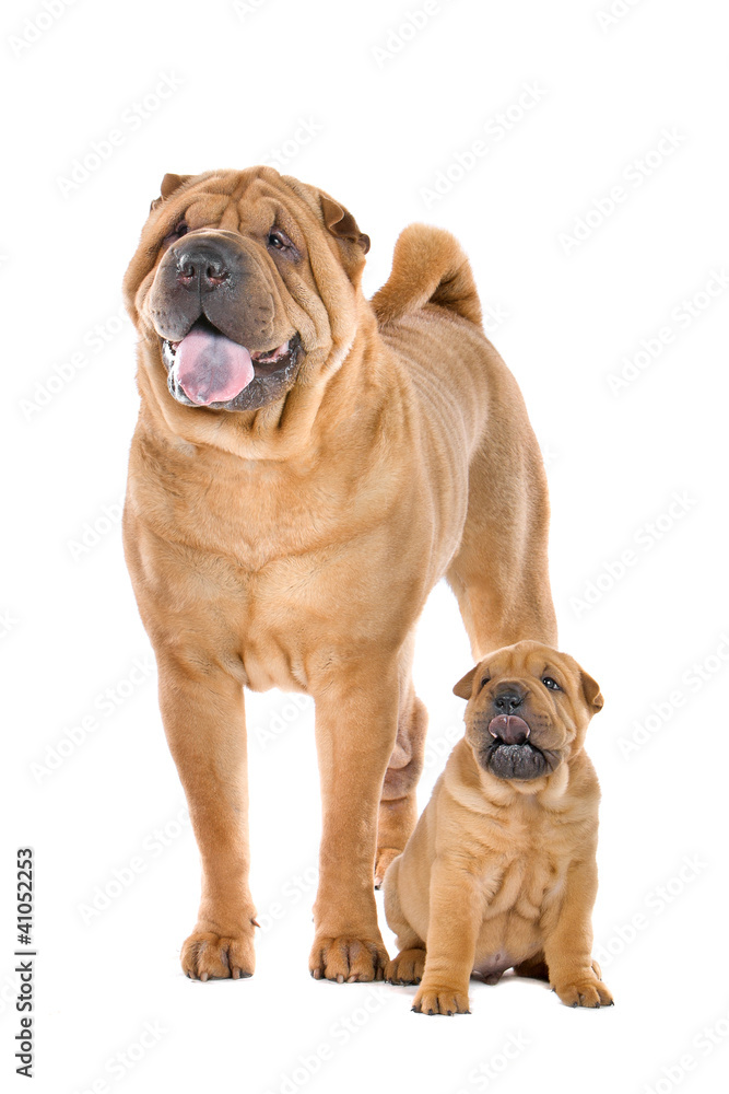 Chinese Shar Pei dog adult and puppy Chinese Shar Pei dog adult and puppy