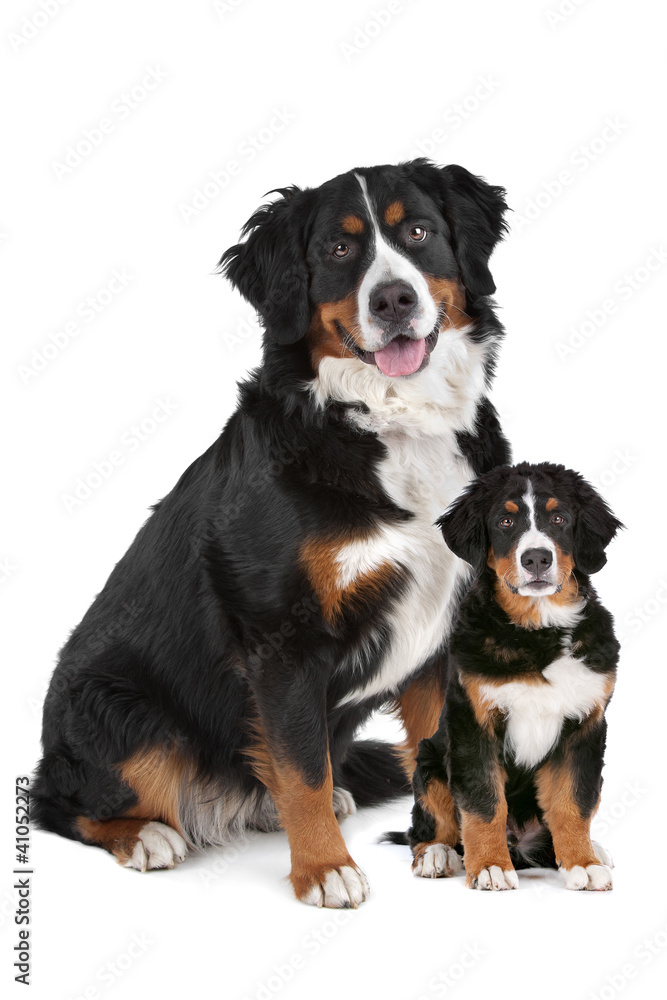 Bernese Mountain dog adult and puppy