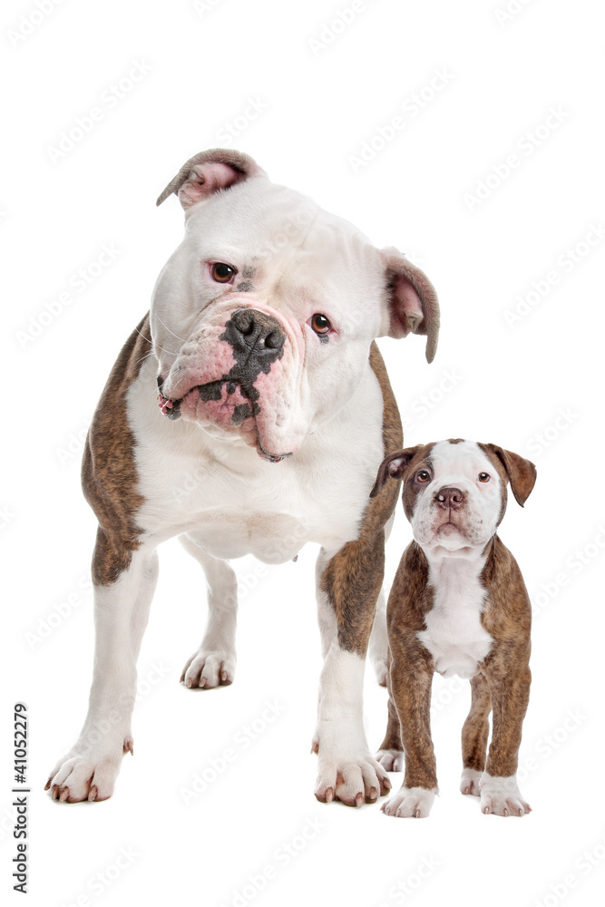 American Bulldog Adult and puppy American Bulldog Adult and puppy