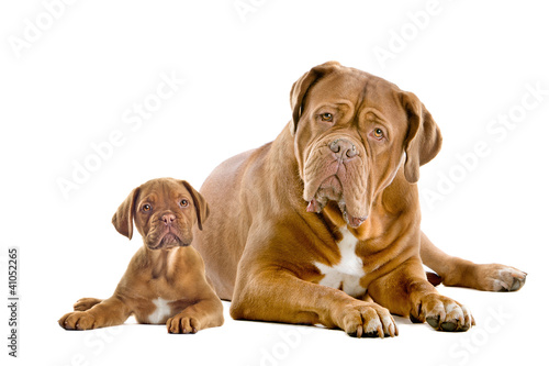 Dogue de Bordeaux adult and puppy