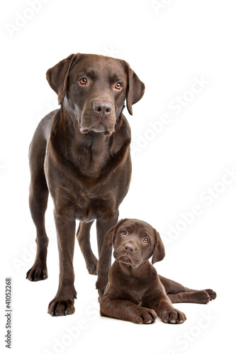 Chocolate Labrador adult and puppy