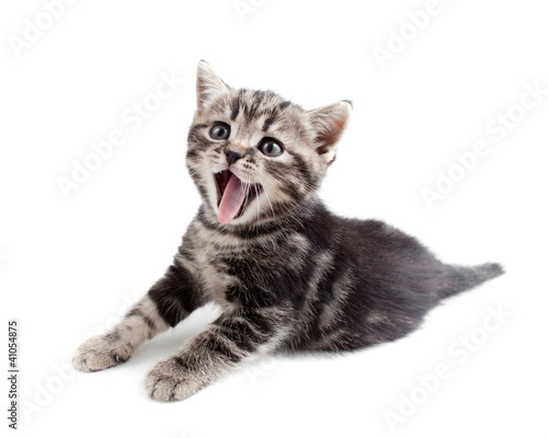Fototapeta Naklejka Na Ścianę i Meble -  Yawning striped Scottish kitten lying isolated
