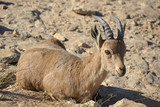 Wild Ibex in Negev desert.