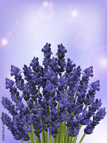 Fototapeta Naklejka Na Ścianę i Meble -  lavender background