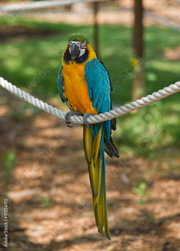 Macaw Parrot (Ara ararauna