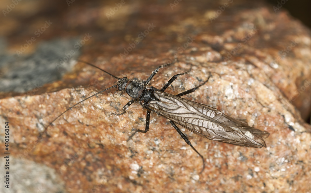 Newly hatched stonefly, macro photo Newly hatched stonefly, macro photo