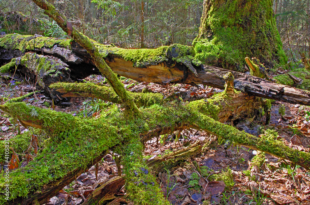 Obraz premium Old forest