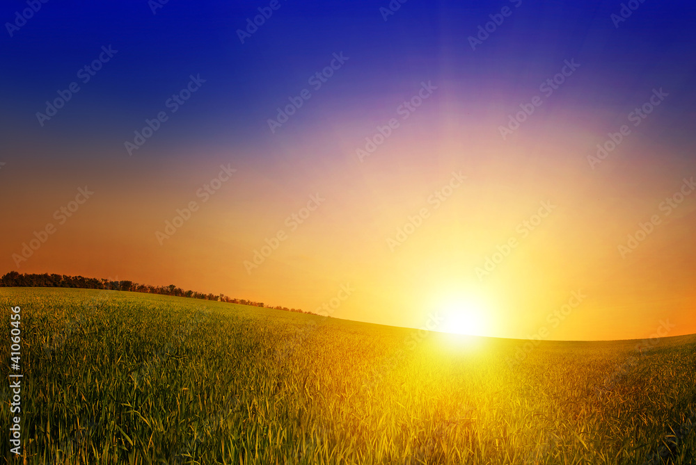 field of grass and sunset