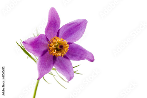 Foto Blüte einer gewöhnlichen Kuhschelle - Makro freigestellt