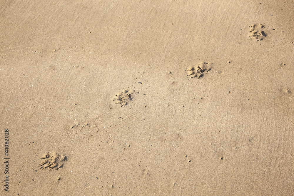 Obraz premium footsteps of a dog at the beach