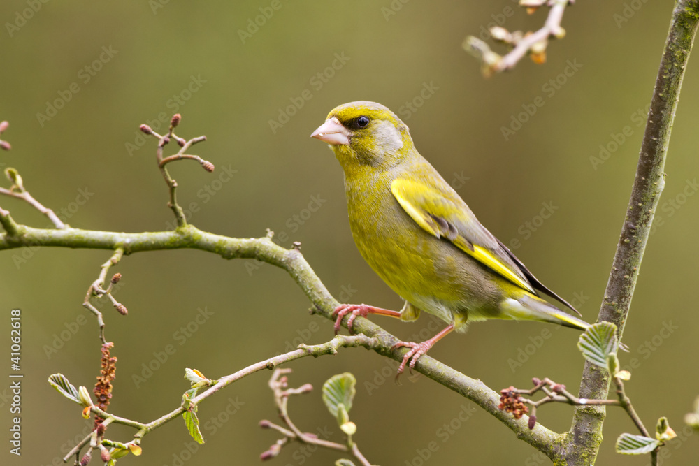 Greenfinch on a branch Greenfinch on a branch