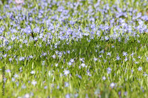 summer flower meadow